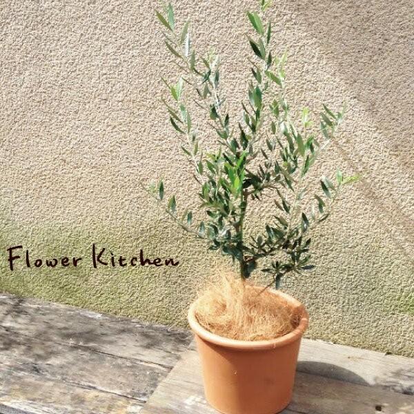 オリーブの木　植木　観葉植物 観葉植物 オリーブの木 10号 レッチーノ ファイバークレイGray