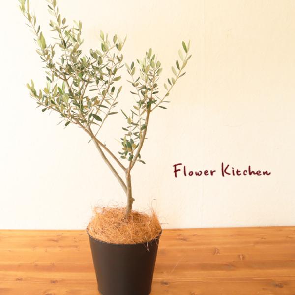 ϗtA@ I[u 6 { uLubNEhJo[t 󂯎MEV@ەt FKTK