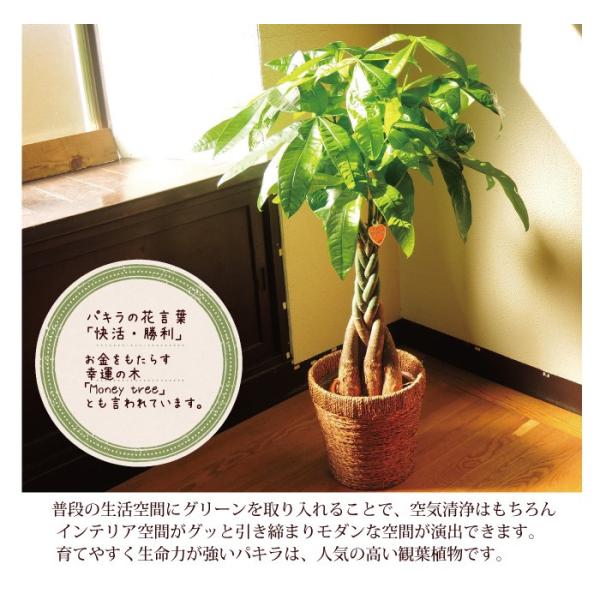 パキラ 観葉植物 パキラ の鉢植えm 7号鉢 即日発送のグリーン ギフト 引っ越し祝い 新築祝い お祝い Buyee Buyee Japanese Proxy Service Buy From Japan Bot Online