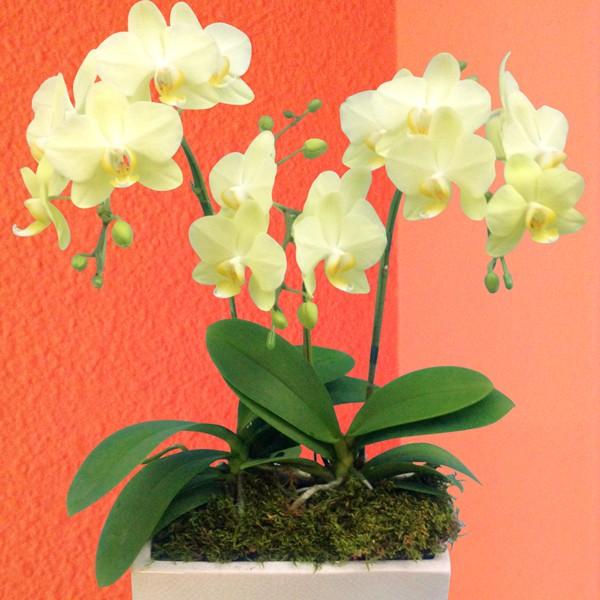 陶器鉢 鉢 - 生花の人気商品・通販・価格比較 - 価格.com 陶器鉢 鉢 - 生花の人気商品・通販・価格比較 - 価格.com