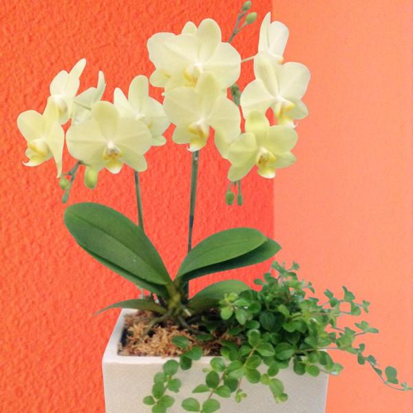 お届け希望日の4日前迄にご注文をお願いします。※本商品は、生産地から直接お届けとなります。数々の賞を受賞し、テレビでも紹介された椎名洋ラン園のミディ胡蝶蘭。花言葉「幸せが飛んでくる」「純粋な愛」コチラの商品は、生産者の椎名洋ラン園より直接発...