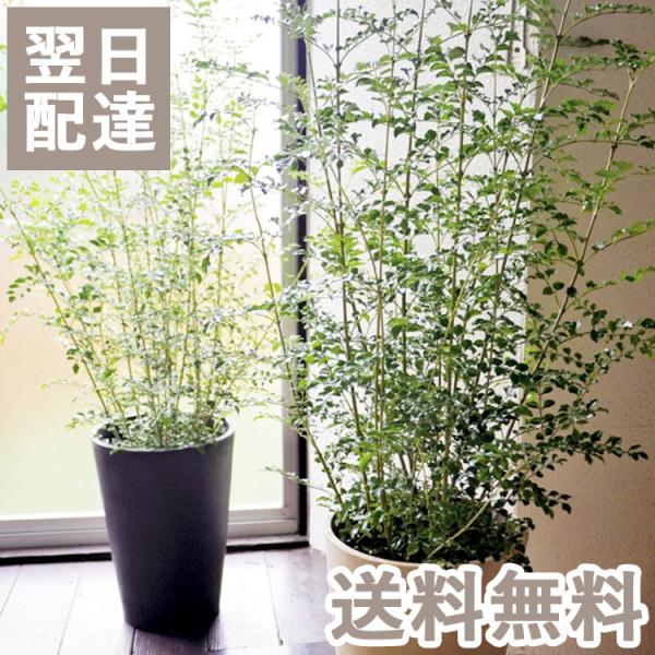 シマトネリコの通販 価格比較 価格 Com