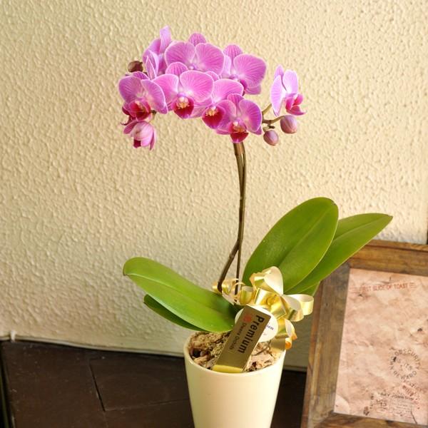 お届け希望日の4日前迄にご注文をお願いします。※本商品は、生産地から直接お届けとなります。数々の賞を受賞し、テレビでも紹介された椎名洋ラン園のマイクロ胡蝶蘭。小さいながらも凛とした気品に溢れています。花言葉「幸せが飛んでくる」「純粋な愛」華...