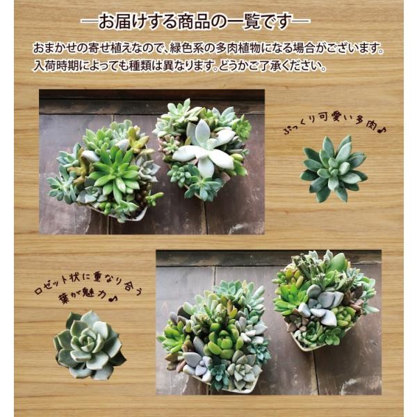 多肉植物 キャンディーハート2個セット キュートな 寄せ植え ギフト バレンタイン ホワイトデー Buyee Buyee 日本の通販商品 オークションの代理入札 代理購入