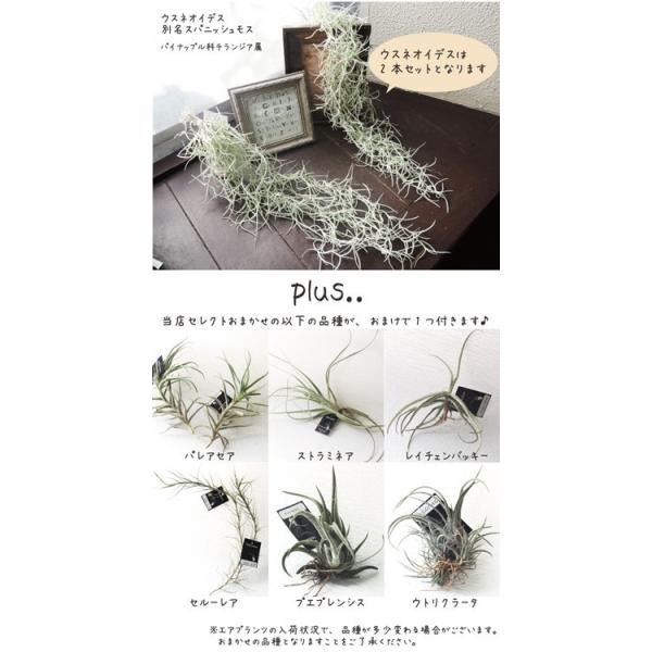 エアプランツ ウスネオイデス 2個セット おまかせ品種1種類つき チランジア 観葉植物 Buyee Buyee 提供一站式最全面最專業現地yahoo Japan拍賣代bid代拍代購服務 Bot Online