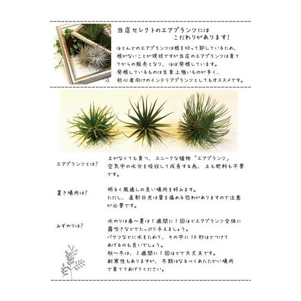 エアプランツ ウスネオイデス 2個セット おまかせ品種1種類つき チランジア 観葉植物 Buyee Buyee Japanese Proxy Service Buy From Japan Bot Online