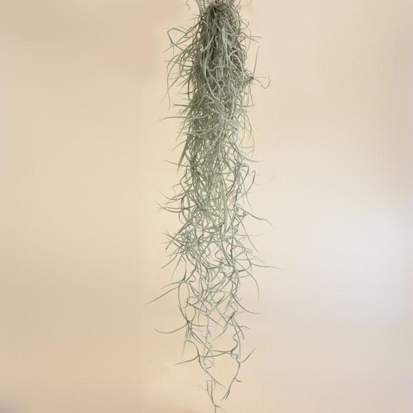 観葉植物 ウスネオイデス エアプランツの人気商品 通販 価格比較 価格 Com