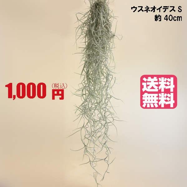 送料無料 1000円ぽっきり エアプランツ ウスネオイデス Sサイズ 40cm メール便のため日時指定はできません 2個まで同梱可能です Gp 0010 エアプランツ観葉植物ふらここ 通販 Yahoo ショッピング