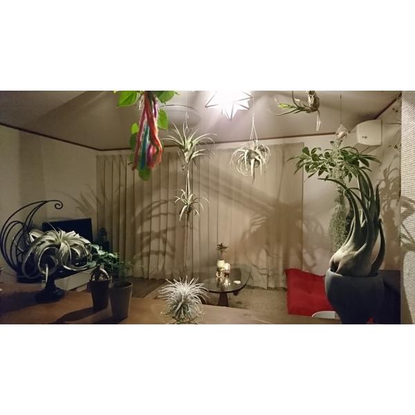 エアプランツ キセログラフィカ Xsサイズ 8 10cm エアープランツ 観葉植物 チランジア おしゃれ Buyee Buyee Japanese Proxy Service Buy From Japan Bot Online