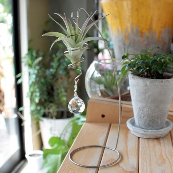 エアプランツ サンキャッチャー ボール スタンド セット 置き型 本物 観葉植物 エアープランツ おしゃれ ミニ 植物 生花 インテリア 雑貨 Gr 1502st ふらここ植物エアプランツ鉢食器店 通販 Yahoo ショッピング