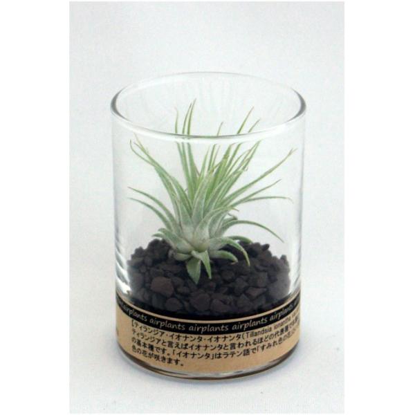 観葉植物 砂利の人気商品 通販 価格比較 価格 Com