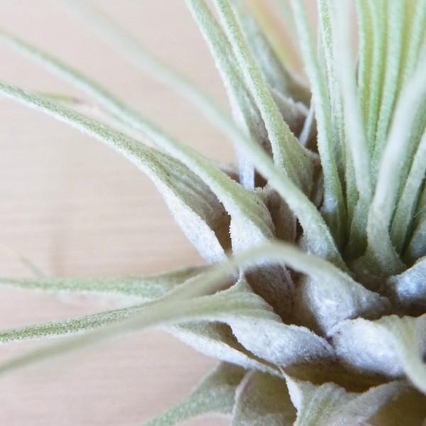 エアプランツ フックシー Sサイズ 観葉植物 チランジア エアープランツ Buyee 日本代购平台 产品购物网站大全 Buyee一站式代购 Bot Online