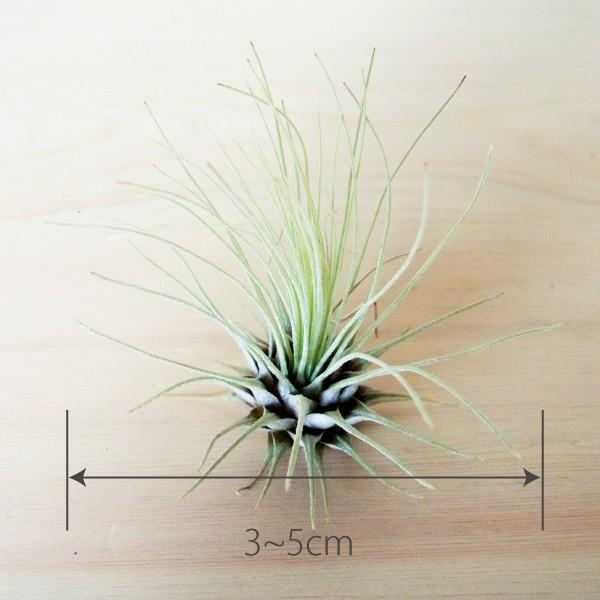 エアプランツ フックシー Sサイズ 観葉植物 チランジア エアープランツ Buyee 日本代购平台 产品购物网站大全 Buyee一站式代购 Bot Online