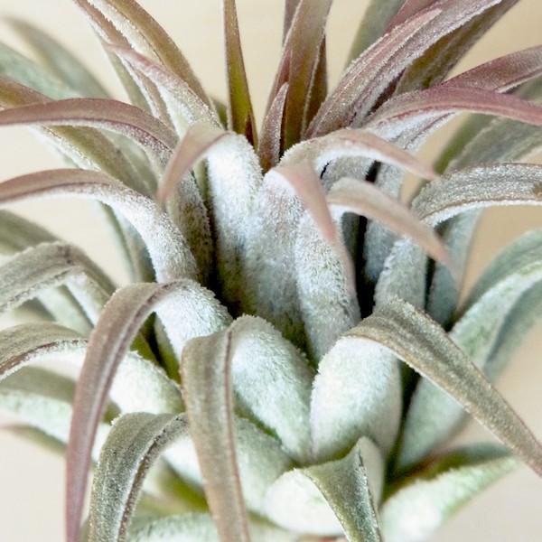 エアプランツ イオナンタ ルブラ Mサイズ 観葉植物 チランジア エアープランツ Buyee Buyee Japanese Proxy Service Buy From Japan Bot Online