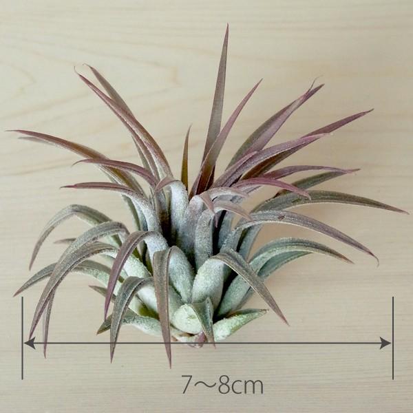 エアプランツ イオナンタ ルブラ Mサイズ 観葉植物 チランジア エアープランツ Buyee Buyee Japanese Proxy Service Buy From Japan Bot Online