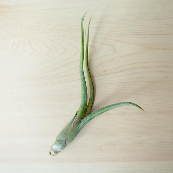 エアプランツ ベイレイ Sサイズ 観葉植物 チランジア エアープランツ Gr0012s エアプランツ観葉植物ふらここ 通販 Yahoo ショッピング