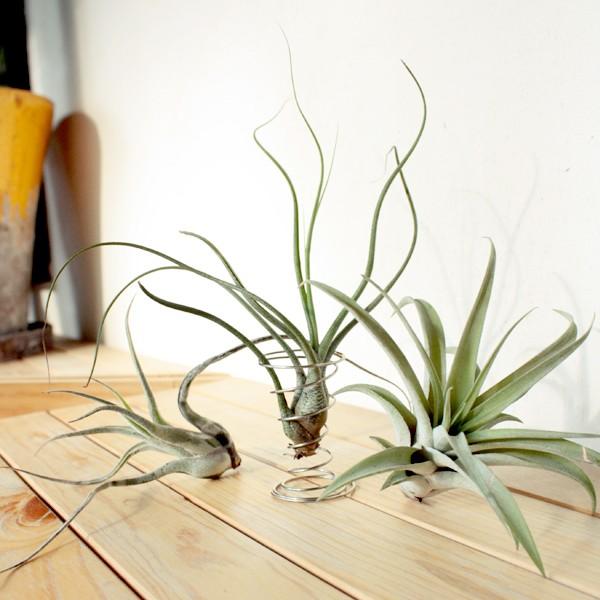 エアプランツ アソート3個セット Mサイズ 観葉植物 チランジア エアープランツ Buyee Buyee Japanese Proxy Service Buy From Japan Bot Online