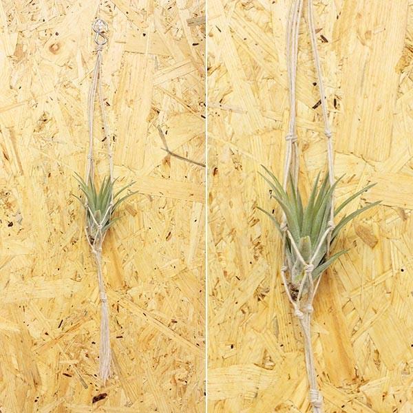 送料無料 エアプランツ ハンモック ヘンプ プレーン Sサイズ チランジア エアープランツ 本物 観葉植物 室内 おしゃれ 飾り方 ハンギング ミニ 植物 生花 花 Hm 0001 ふらここ植物エアプランツ鉢食器店 通販 Yahoo ショッピング