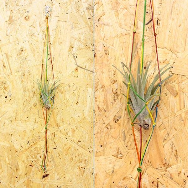 送料無料 エアプランツ ハンモック レインボー プレーン Sサイズ チランジア エアープランツ 本物 観葉植物 室内 おしゃれ 飾り方 ハンギング ミニ 植物 花 Hm 0004 ふらここ植物エアプランツ鉢食器店 通販 Yahoo ショッピング