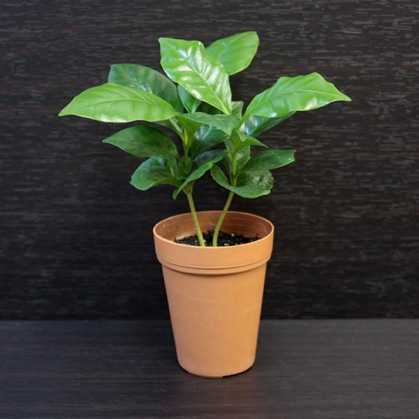 嫉妬 ジャンプ そうでなければ コーヒーの木 風水 観葉植物 Donato Jp