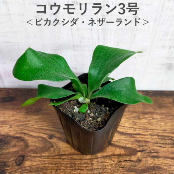 ミニ 観葉植物 コウモリラン ビカクシダ ネザーランド 3号 おしゃれ 小さい 本物 植物 インテリア おすすめ 育てやすい