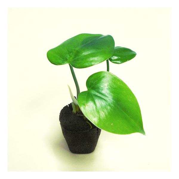 Midorie ミドリエ交換用苗 オキシカルジューム Mdr Nae03 エアプランツ観葉植物ふらここ 通販 Yahoo ショッピング