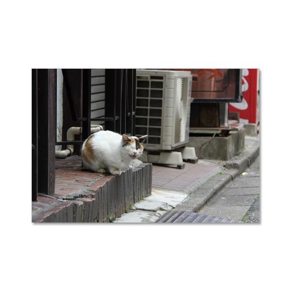 プカプカ猫　in　sky のしいか on X