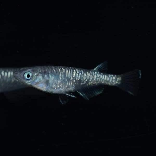 カガミ鱗 黒幹之 メダカ１ペア