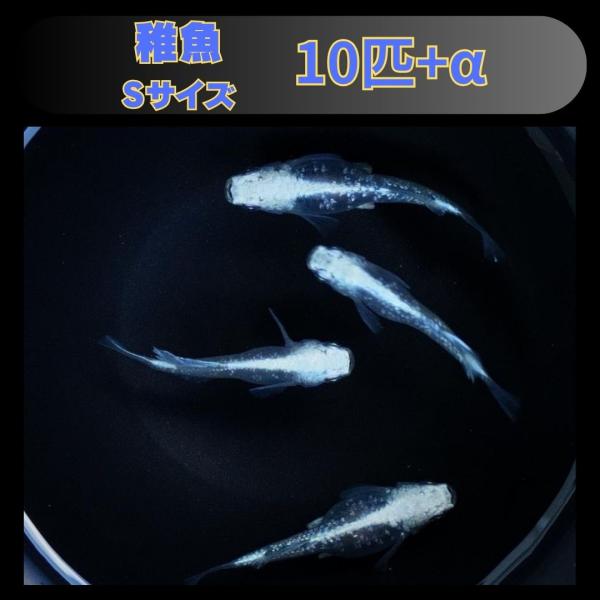 Sサイズ】プラチナダイヤ ヒカリ メダカ 稚魚10匹 : FLCファーム