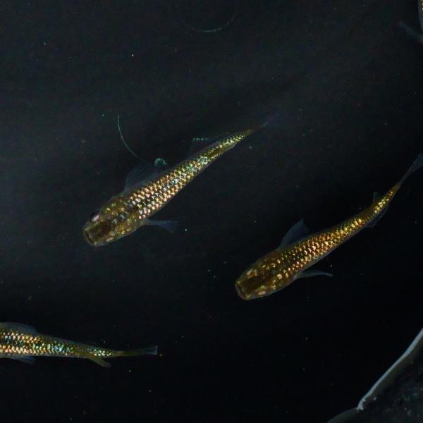 金粉 メダカの稚魚10匹です。画像は親個体です。お送りする個体は1cmから1.5cm前後になります。(受注タイミングによりサイズは異なります。小さい場合はちょっと多めに入れます)全ての個体が画像個体のように育つとはかぎりません。サイズ的に性...