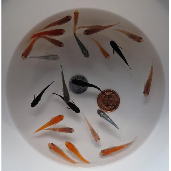 餌用メダカLサイズ15匹です。小赤より大きいLサイズです。※小赤の出荷時期にもよりますが4cm前後のメダカをお届けします。餌用メダカですので以下ご注意下さい。・死着補償、その他補償等は御座いません。・サイズに多少バラつきがある場合が御座いま...