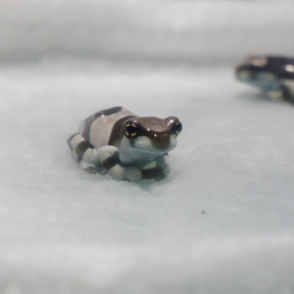 ミルキーフロッグ(ベビー)1匹現在販売個体は2025年9月上陸個体です。餌食い良好で体格も良い感じに成長してきましたので少数ですがリリースいたします。柄はランダムになります。発送はプリンカップに水苔を入れて丁寧に梱包致します。梱包は季節やお...