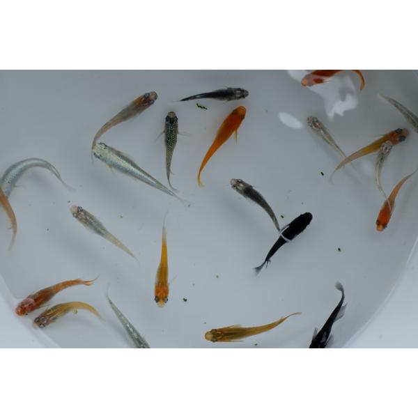 おまかせミックス メダカ 10匹