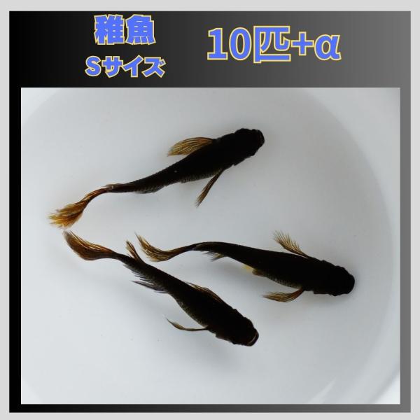 Sサイズ】カイジ ヒレ長 メダカ 稚魚10匹 : FLCファーム - 通販