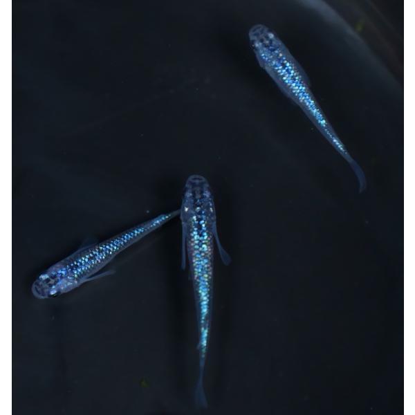 正式名称 黒ラメ幹之サファイア系、通称サファイア。固定率の高い本家血統個体です。お任せペアですが画像同等レベル個体をお届けします。撮影時の光の加減等やお使いのモニターにより実物とは違って見える場合がございます。特にスマホやタブレットではPC...