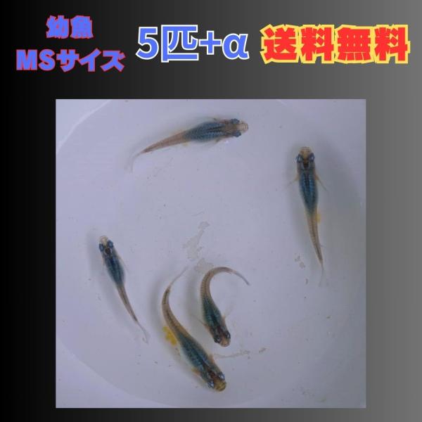 深海 メダカ　幼魚5匹+αです。画像は成魚です。お送りする個体は2cm前後になります。タイミングによっては表記サイズより育ってしまう場合があります。オス、メス入るように掬います。(性別判定は100％ではありません)撮影時の光の加減等やお使い...