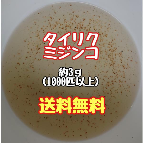 タイリクミジンコ 3ｇ1000匹以上　【ネコポス 送料無料】遠方や急ぎの方用