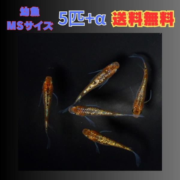 【幼魚MSサイズ】宮桜ヒレ長  メダカ 幼魚5匹+α 【本州(中国、四国除く)送料無料】
