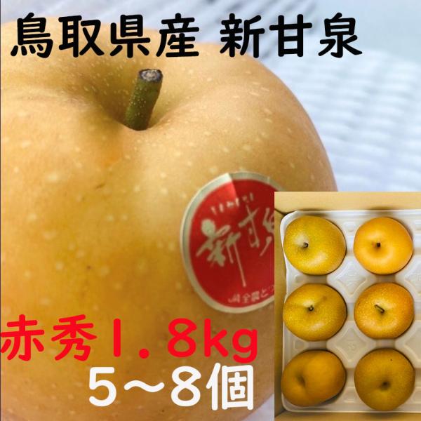 秋 ギフト 新甘泉 贈答 赤秀品 5〜7玉 約1.8kg 鳥取県産 JA 鳥取中央 贈り物 日付指定ok プレゼント 御礼 お礼 のし 熨斗対応