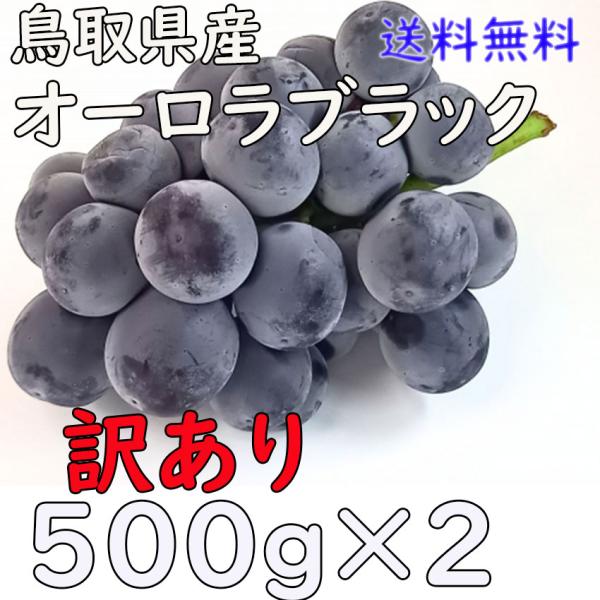 訳あり　オーロラブラック　岡山県産　家庭用　500ｇ×２ ぶどう　果物　フルーツ指定日OK　日付指定ＯＫ