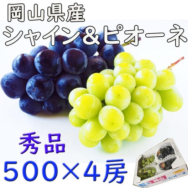 シャインマスカット ピオーネ  岡山 晴王 500ｇ×4 秀品  のし 熨斗 高糖度 ギフト プレゼント 御礼 指定日OK　日付指定ＯＫ