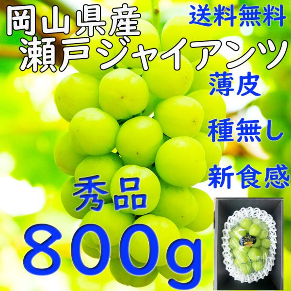 瀬戸ジャイアンツ  岡山県産  秀品 800ｇ 1房 大房 大粒 種無し JA 農協 ギフト 贈答 プレゼント 誕生日 お彼岸 御供 お見舞い のし 熨斗