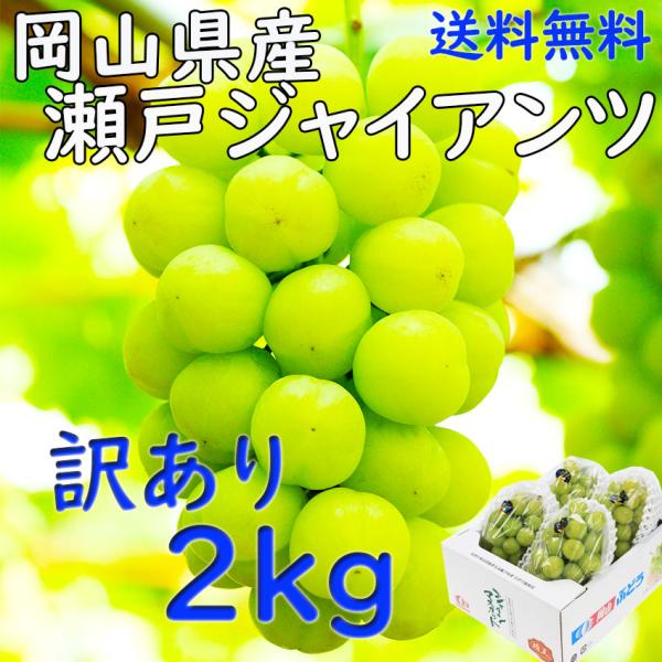 訳あり 瀬戸ジャイアンツ 岡山県産 ぶどう  2kg ３〜５房 家庭用 種無し JA 農協  日付指定OK 指定日OK