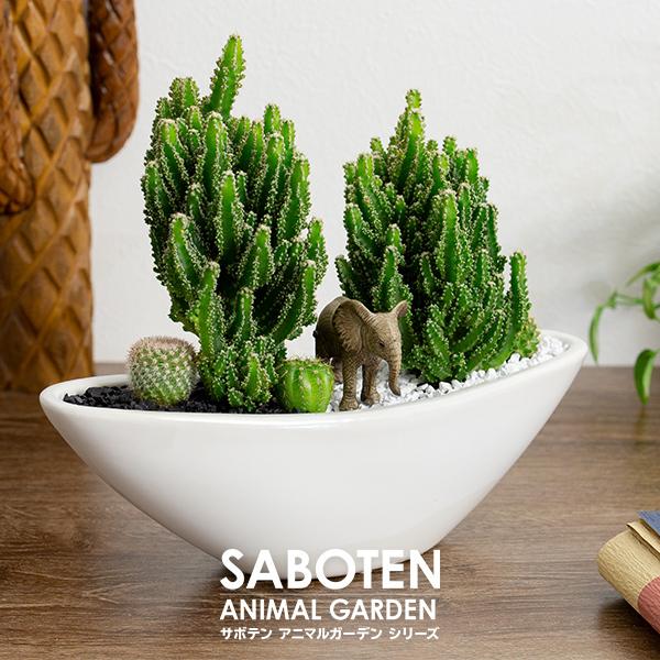 多肉植物 寄せ植え サボテン 舟形大タイプ 選べる動物フィギュア 多肉植物 寄せ植え サボテン 舟形大タイプ 選べる動物フィギュア