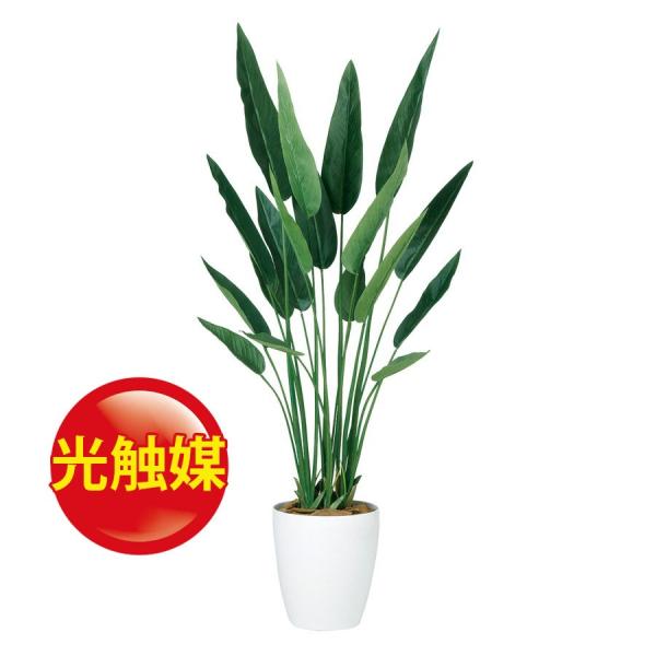 観葉植物 ストレリチア 光触媒の人気商品・通販・価格比較 - 価格.com