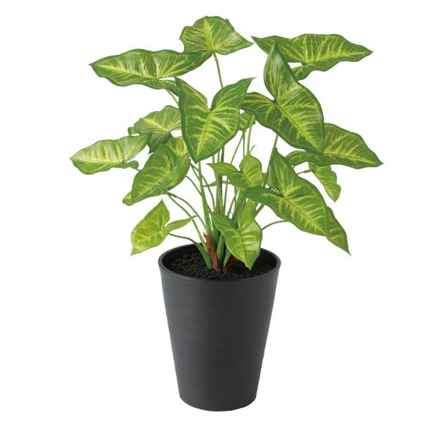 シンゴニウムの人気商品 通販 価格比較 価格 Com