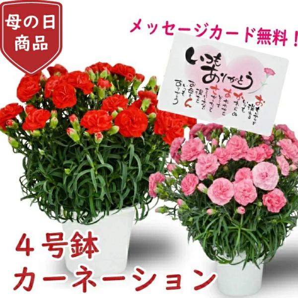 母の日 プレゼント 花 カーネーション 4号 4寸 : フラワーアルスメール