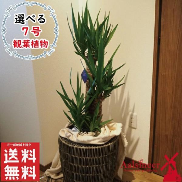 週末特価！5鉢価格！幸福の木　アレカヤシ　ウンベラータ　苗　苗木　観葉植物 週末特価！5鉢価格！幸福の木 アレカヤシ ウンベラータ 苗 苗木 観葉