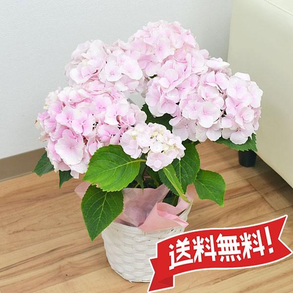 母の日ギフト あじさい鉢植え ゼブラフラミンゴ 5号 カゴ付き Buyee Buyee Japanese Proxy Service Buy From Japan Bot Online