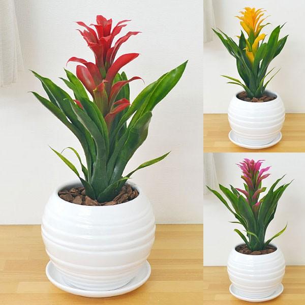 人工観葉植物 グズマニア ボール形陶器鉢 光触媒加工 Afkan フラワーコーポレーション 通販 Yahoo ショッピング